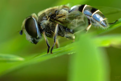 Close-up of insect on flower