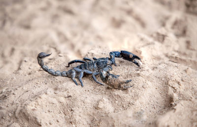 High angle view of lizard on sand