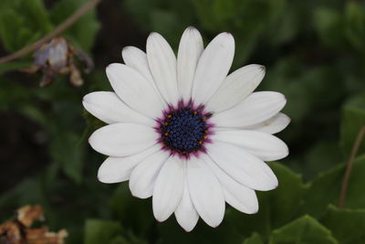 Close-up of white flower blooming outdoors