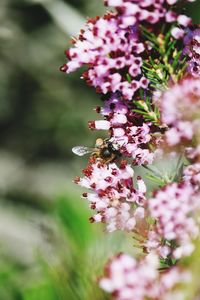 Close-up of bee pollinating on pink flower