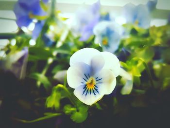 Close-up of flower blooming outdoors