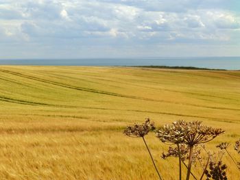 Scenic view of agricultural field against sky