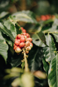 Close-up of plant
