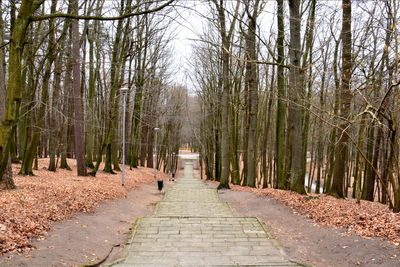 Empty pathway along trees