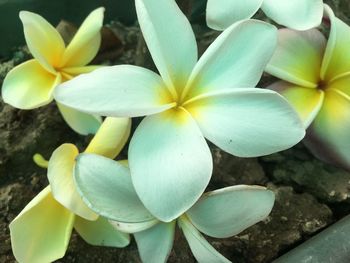 Close-up of white flowers