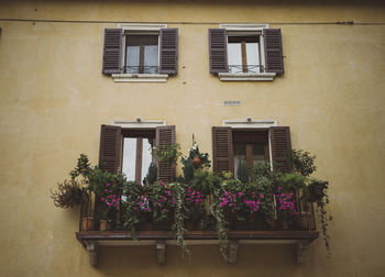 Low angle view of plants growing on windows