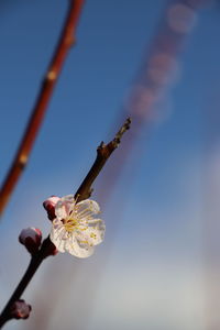 Low angle view of cherry blossom on twig