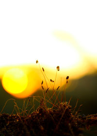 Close-up of yellow plant on field against sky during sunset