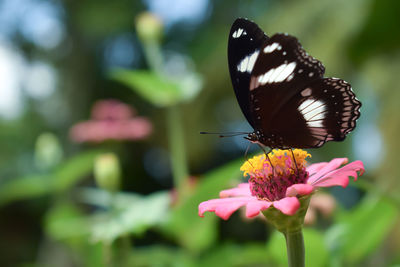 Black and white patterned butterfly standing on the steps of the zinnia flower that is most loved