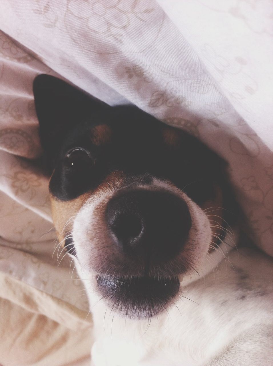 domestic animals, one animal, pets, animal themes, dog, mammal, close-up, animal head, animal body part, indoors, part of, portrait, looking at camera, no people, relaxation, extreme close up, animal eye, selective focus, focus on foreground, snout