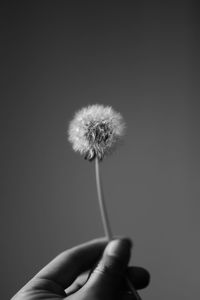 Close-up of hand holding dandelion against white background