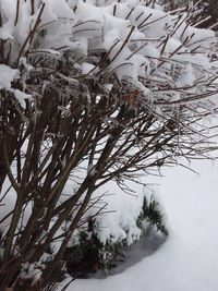 Close-up of snow covered plants