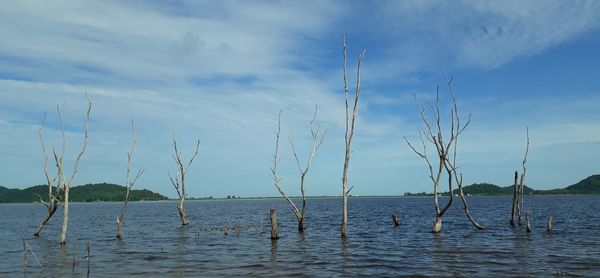 Plants in sea against sky