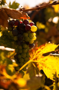 Close-up of grapes