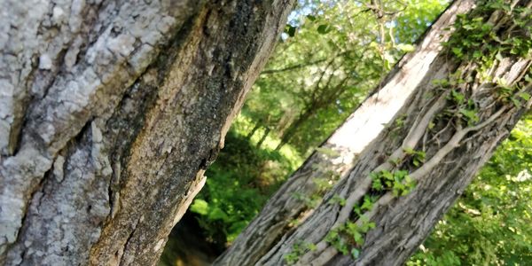 Low angle view of lichen on tree trunk