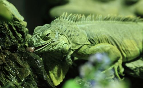 Close-up of lizard