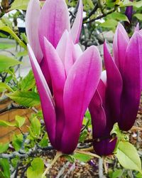 Close-up of pink flowers