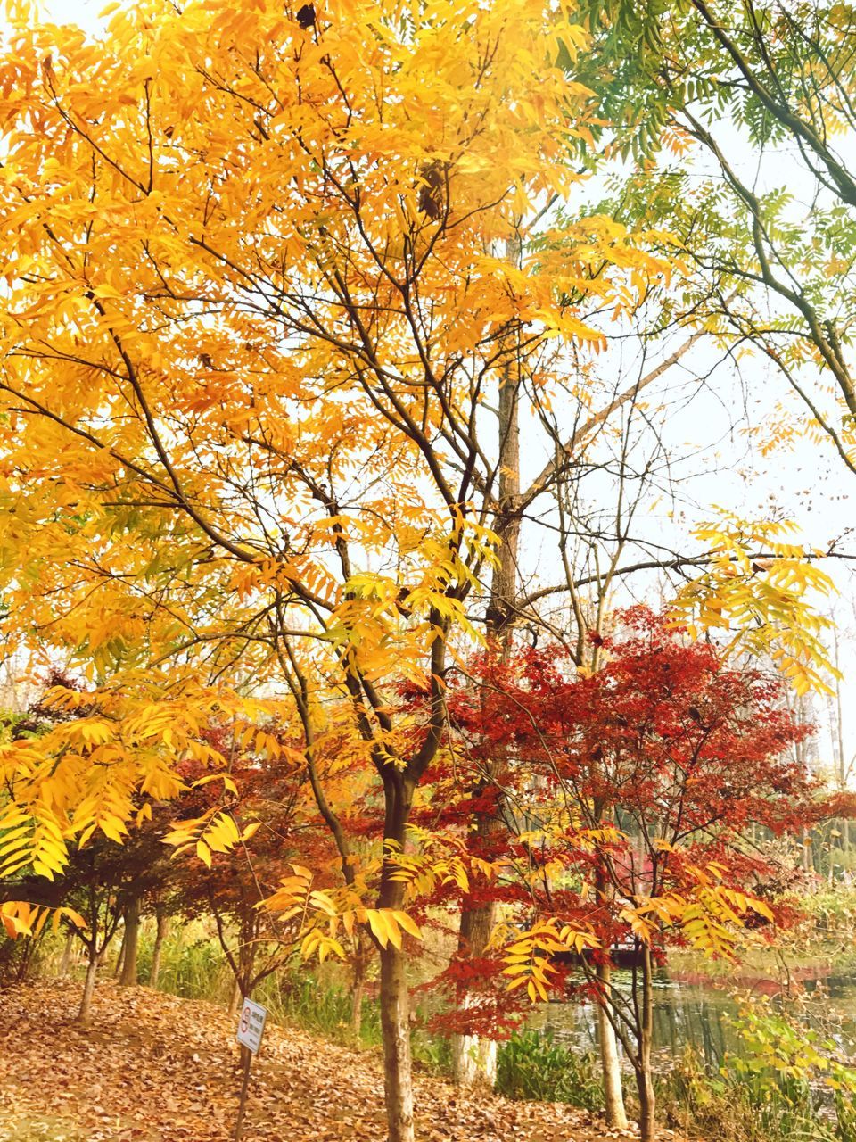 orange color, tree, nature, growth, beauty in nature, yellow, autumn, no people, tranquility, idyllic, sunset, outdoors, low angle view, scenics, tranquil scene, freshness, branch, day, close-up, sky