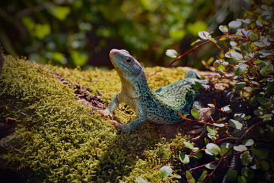 View of lizard on tree