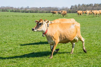 Cows on field