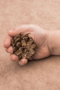 Cropped image of hand holding pine cone on table