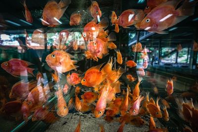 Blood parrot cichlid in fish tank at aquarium