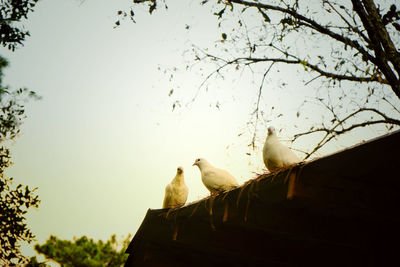 Low angle view of birds perching on roof