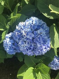 Close-up of purple hydrangea flowers