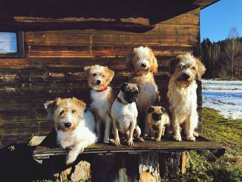 Dogs on farm against sky