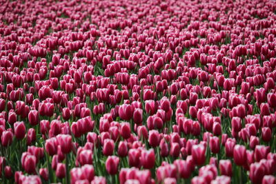 Full frame shot of pink flowering plants on field