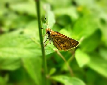 Butterfly on leaf