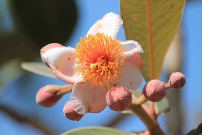 Close-up of flowering plant