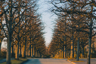 Road amidst trees against sky during autumn