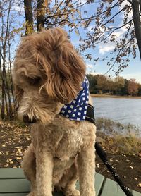 Dog on the lake