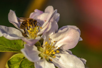 Close-up of bee on flower