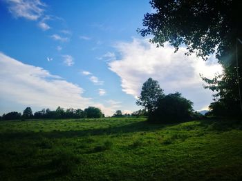 Trees on field against sky