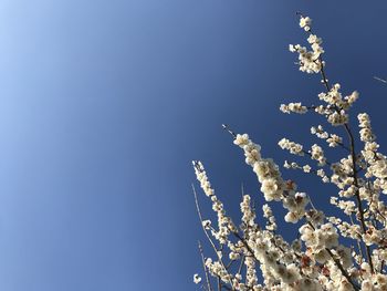 Low angle view of cherry tree against clear blue sky