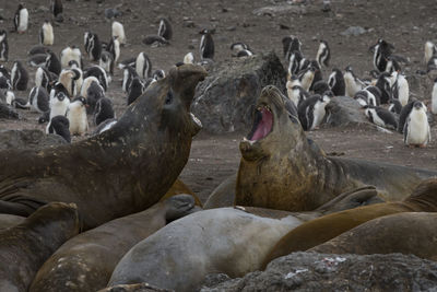 Livingston island, south shetlands, antarctica. elephant seals and gentoo penguins