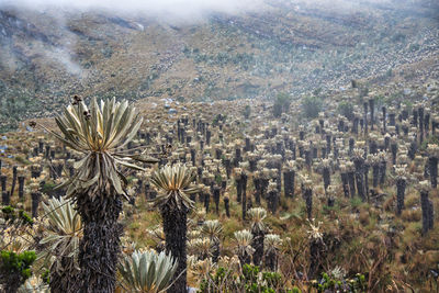 High angle view of townscape against sky