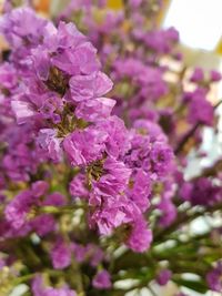 Close-up of bee on purple flower