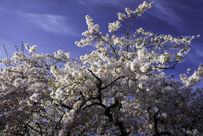 Low angle view of cherry blossoms against sky