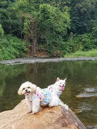 Dog in a lake