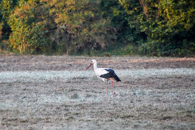 A stork running over a withered meadow