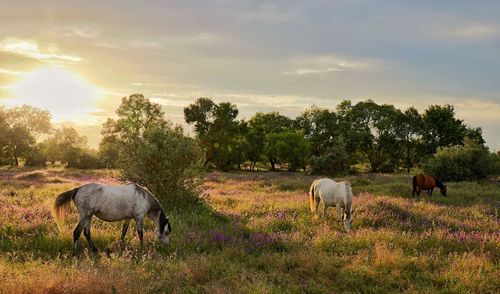 Horses grazing in a field