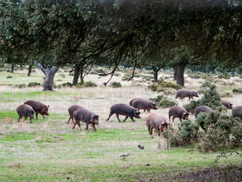 Horses grazing in a farm