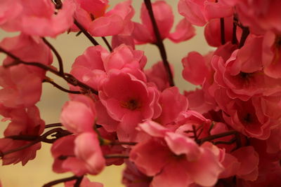 Close-up of pink cherry blossoms