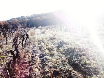 Sun shining through trees