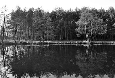 Scenic view of lake against trees in forest