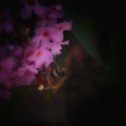 Close-up of honey bee on flower