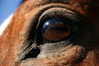 Close-up of horse eye